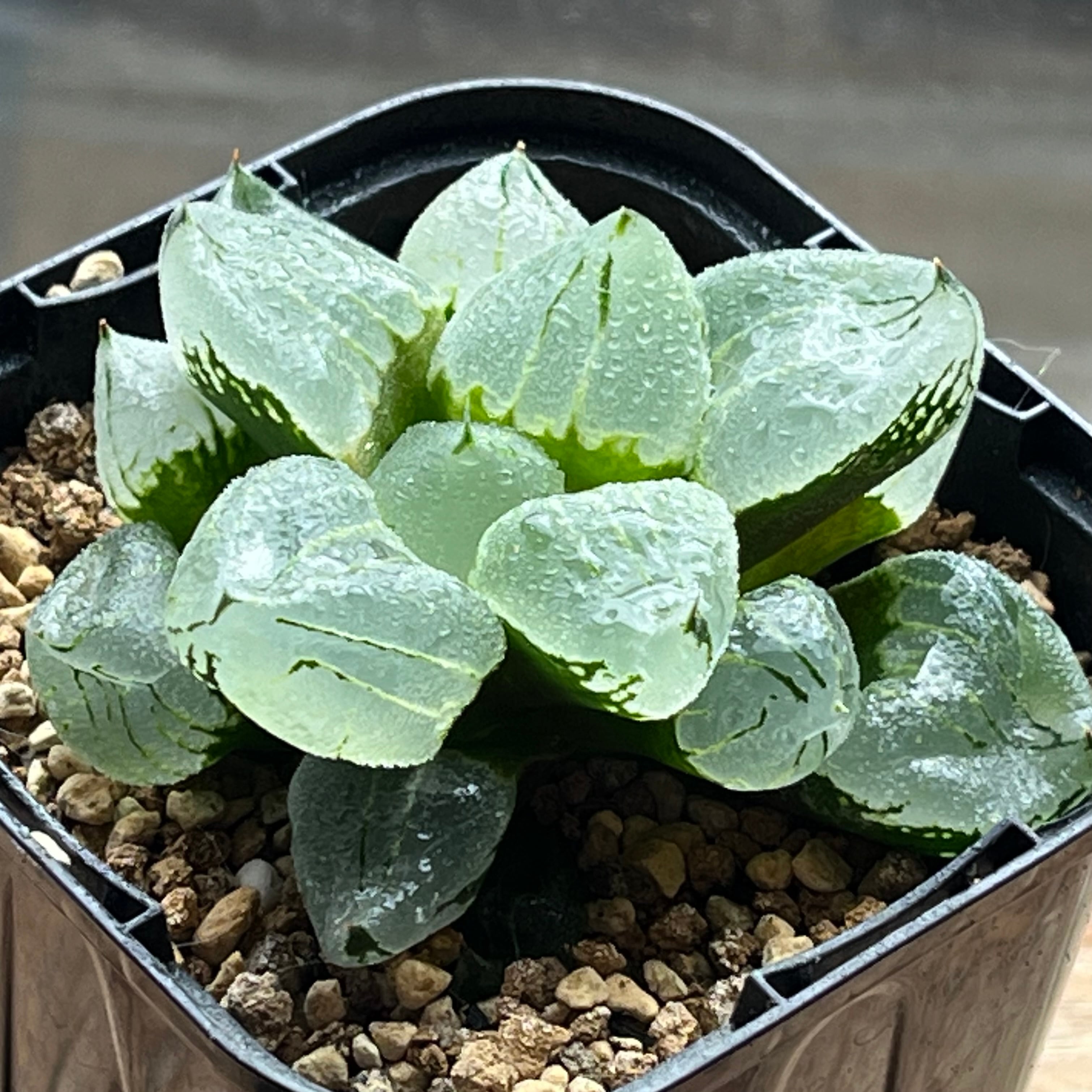 ハオルチア ピグマエアミュータント実生 特異株 | mocono_plants