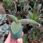 Sansevieria hallii Pink Bat サンスベリア ピンクバット 3