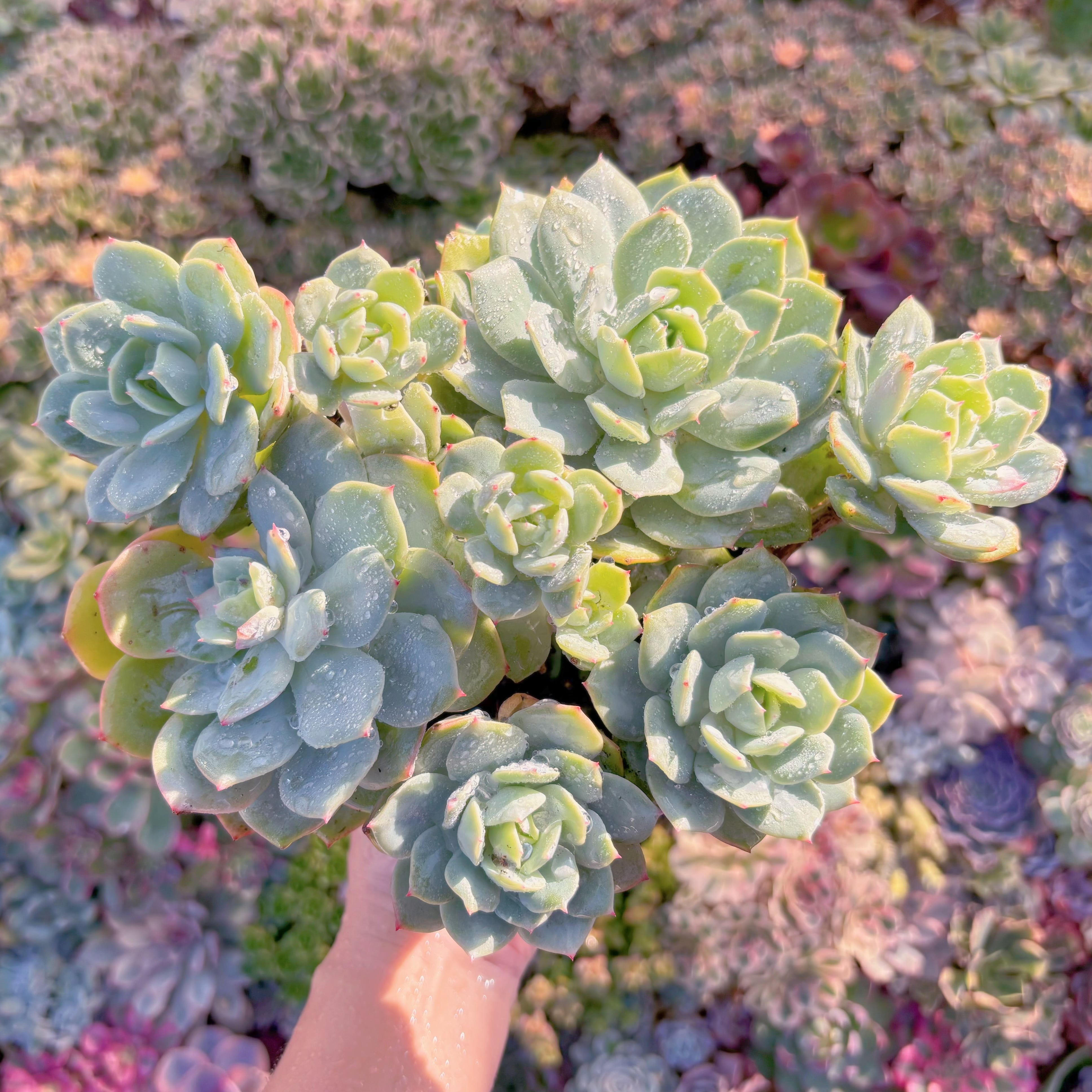 現品　冷香#K024　特大大群生　るる農園