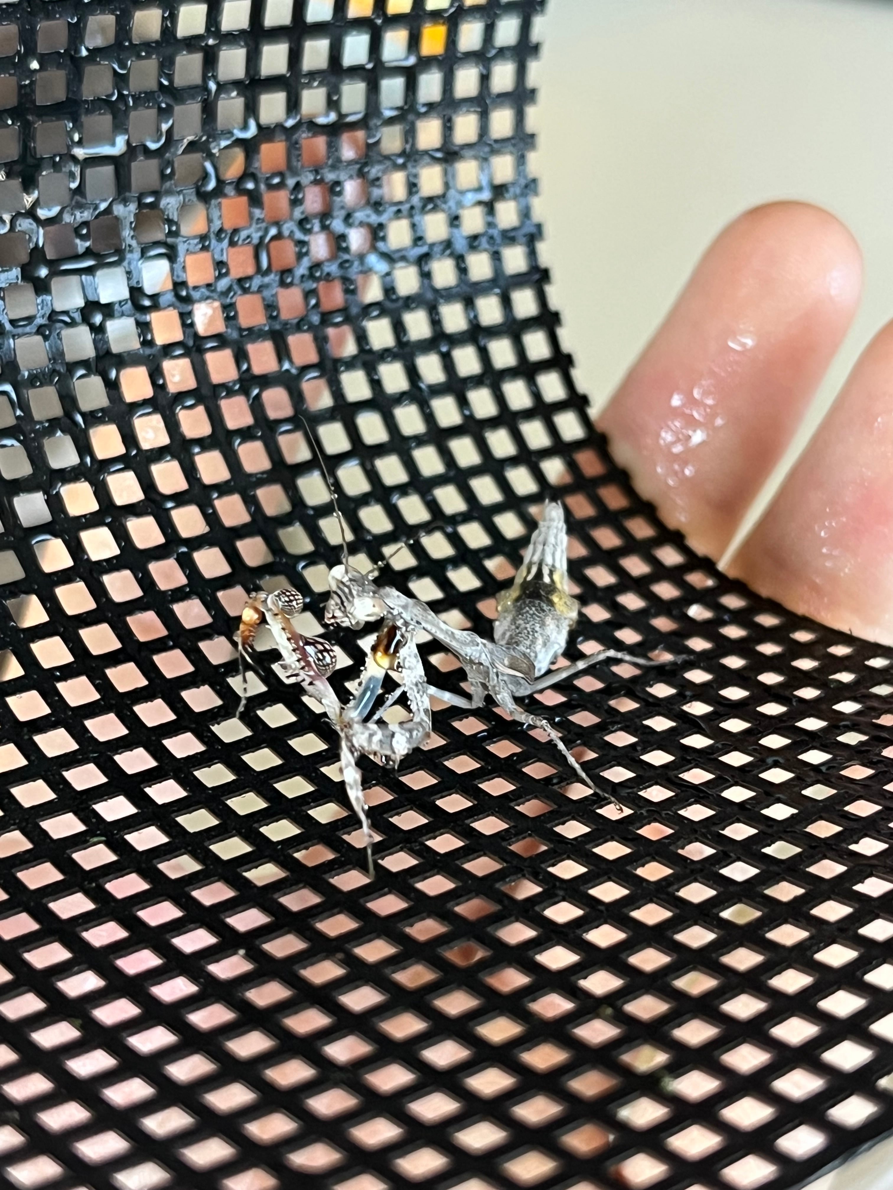 ペア】シリアゲカマキリ 全長3cm程 マンティスムカデセンチピード