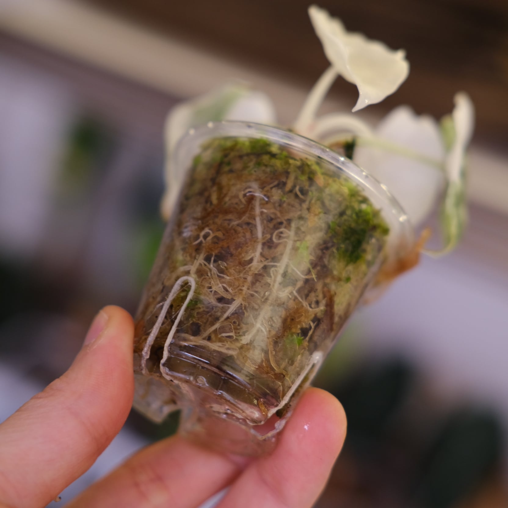 アロカシア メロ アルボ│Alocasia melo 'Albo' Var.⑤│観葉植物