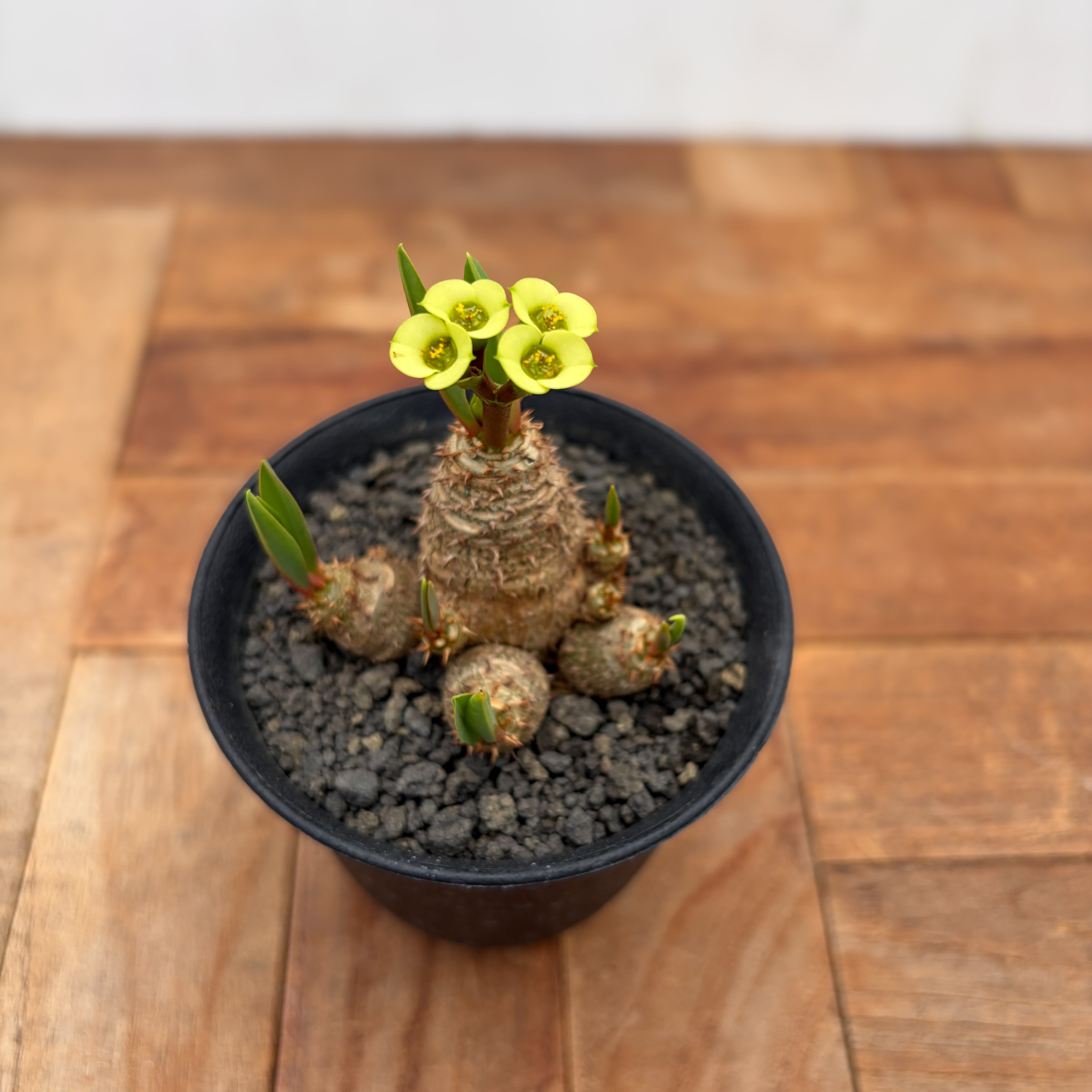 Euphorbia brevifolia【ユーフォルビア・ブレビフォリア】 | RIMO'S