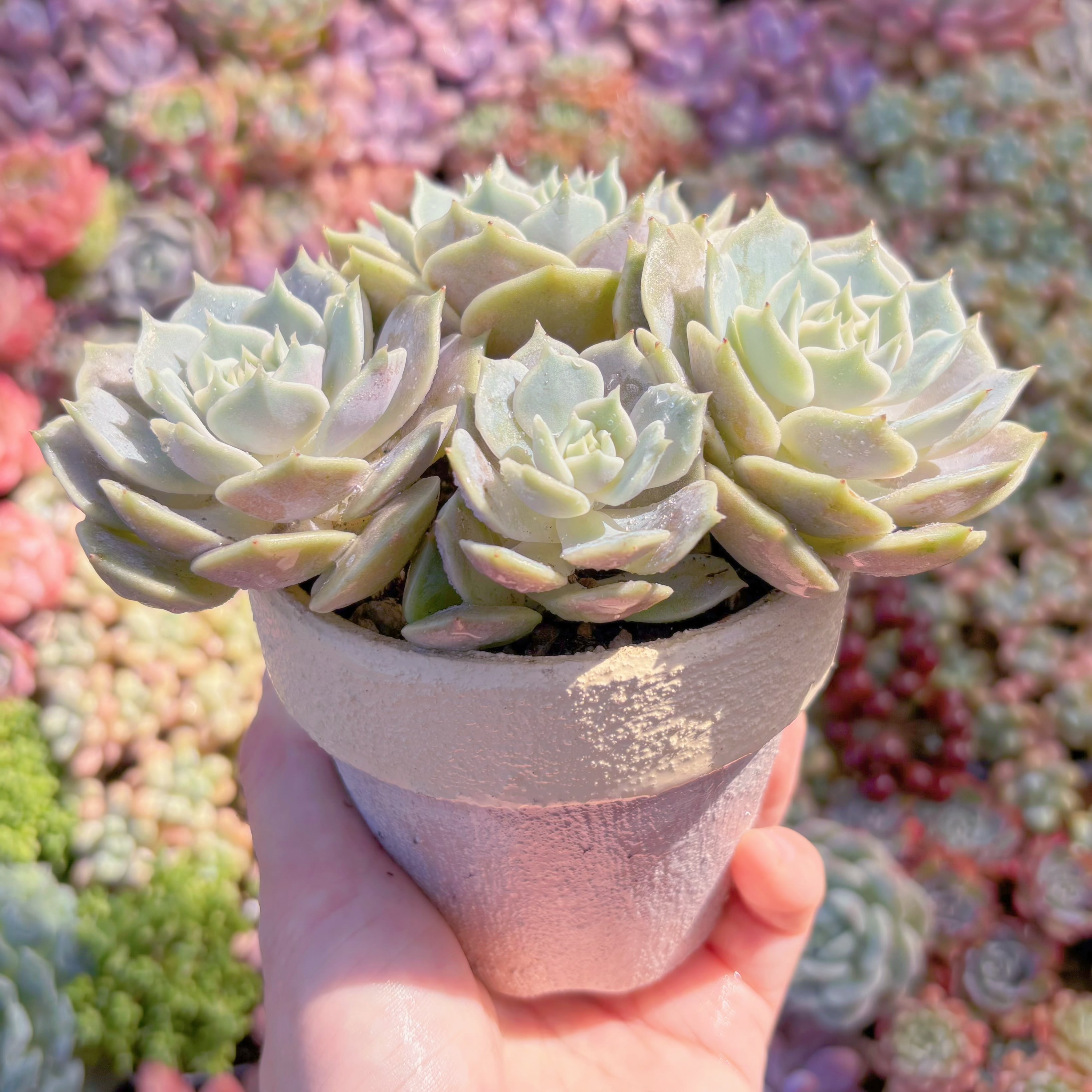 Top【選抜株】多肉植物　22906ローラ　35個　鉢無し/脱土 多肉植物 ローラ(3頭～群生) 新入荷 るる農園 | るる農園~多肉植物専門