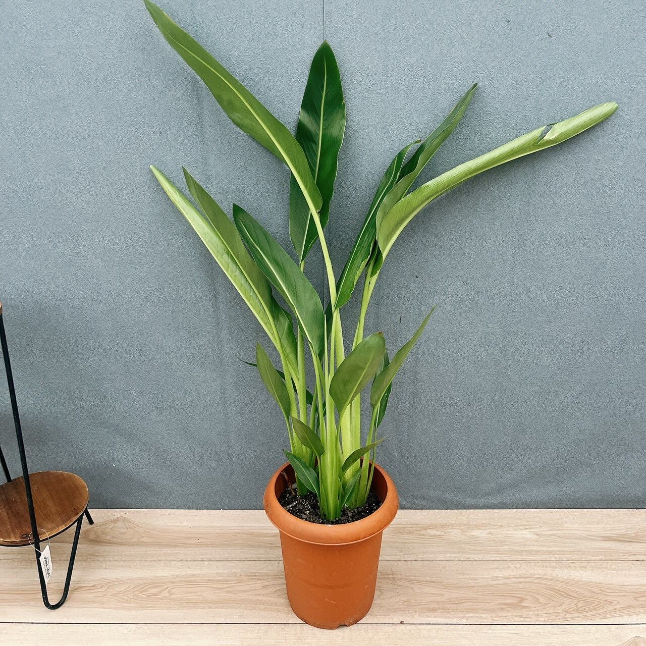 現品］☆初入荷☆ タビビトノキ 旅人の木 8号 観葉植物 室内 大型