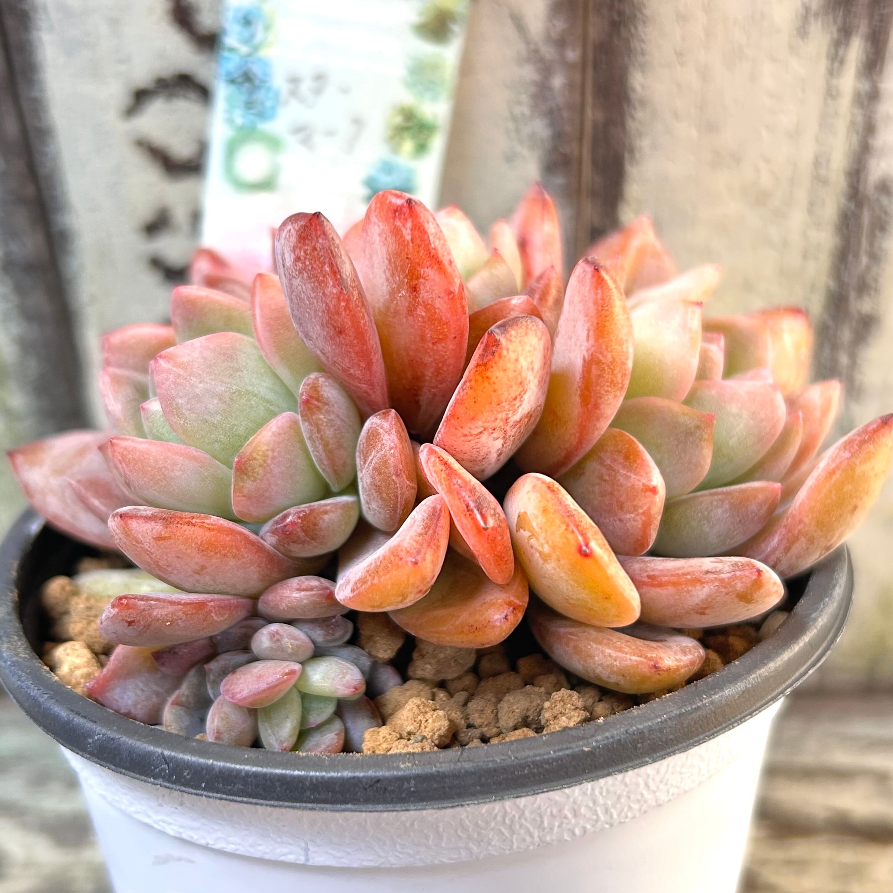 T)スターマーク(韓国苗 | RuPo 多肉植物専門店