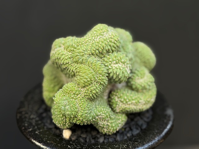 菊水綴化（実生）