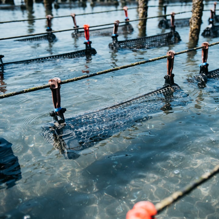 ひがた美人 牡蠣のアヒージョ／お酒といっしょに楽しむ牡蠣 | ひがた
