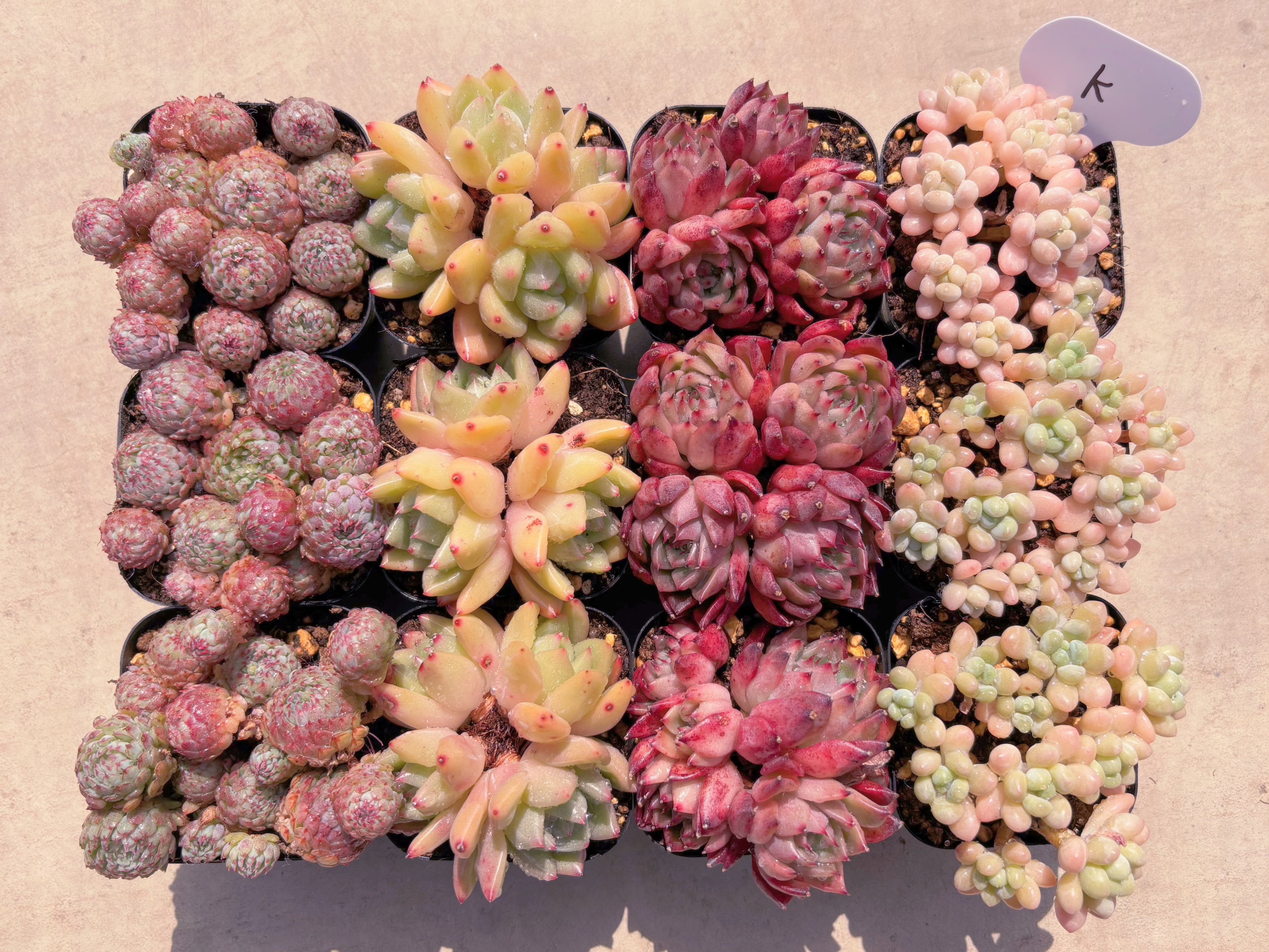 BASE販売会セットK