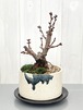 旭山桜　円筒和鉢植え 白青