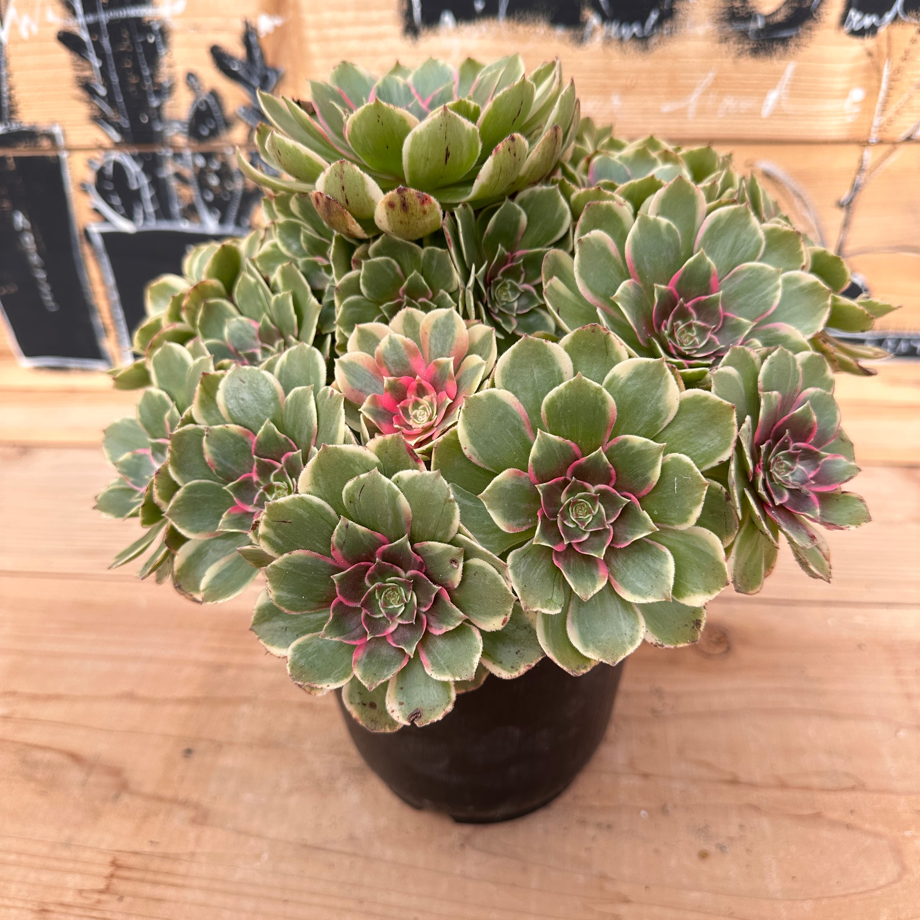 エレガンスXヒアリナ【現品】20 | TOMOZOUEN