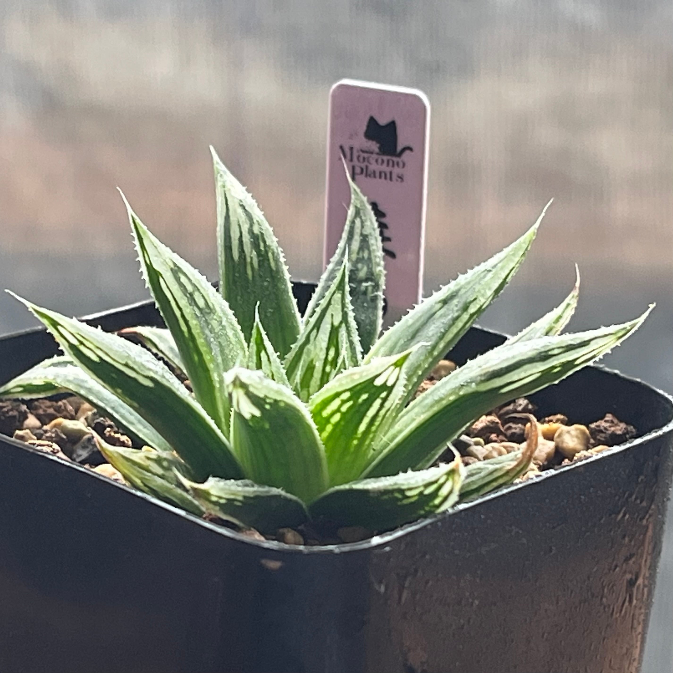 ハオルチア 森の雫 | mocono_plants