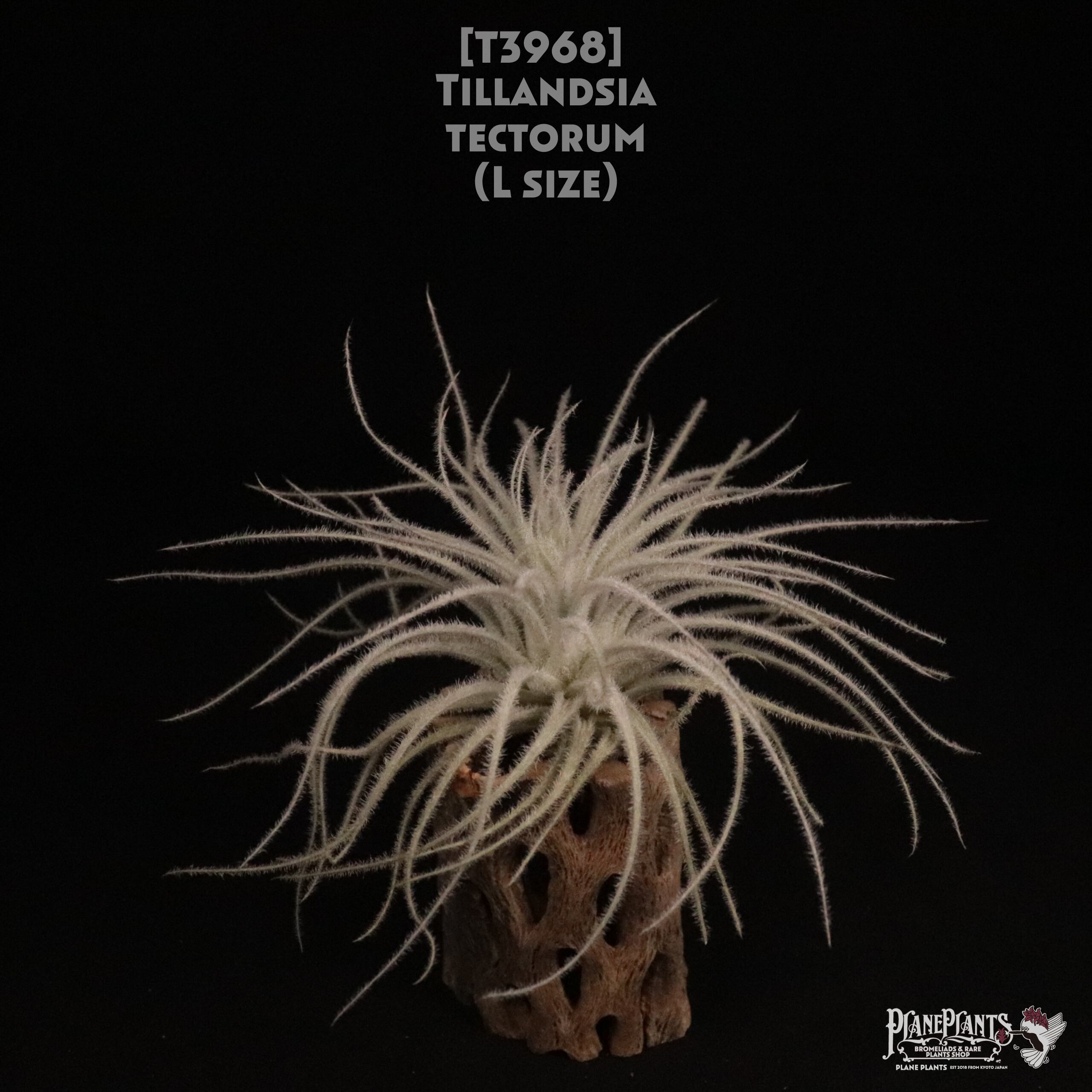 【送料無料】tectorum L〔エアプランツ〕現品発送T3968