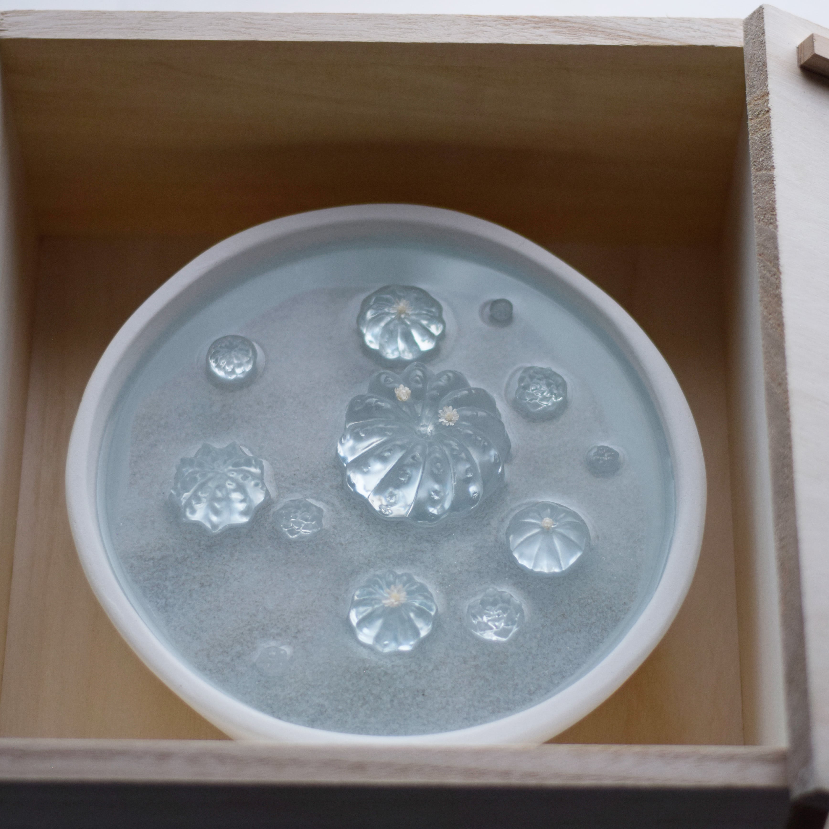 water cactus (玉サボテン) | Sabotensi