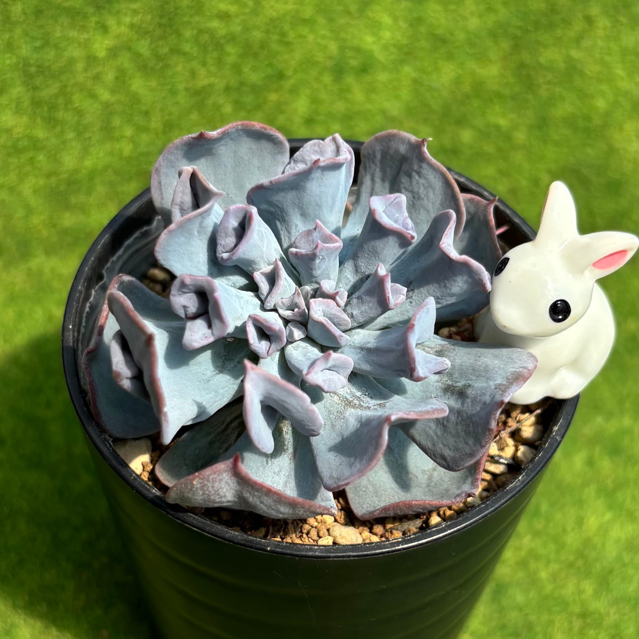 ピーチ姫（ブロンズ姫錦） | 多肉植物 豆彦商店