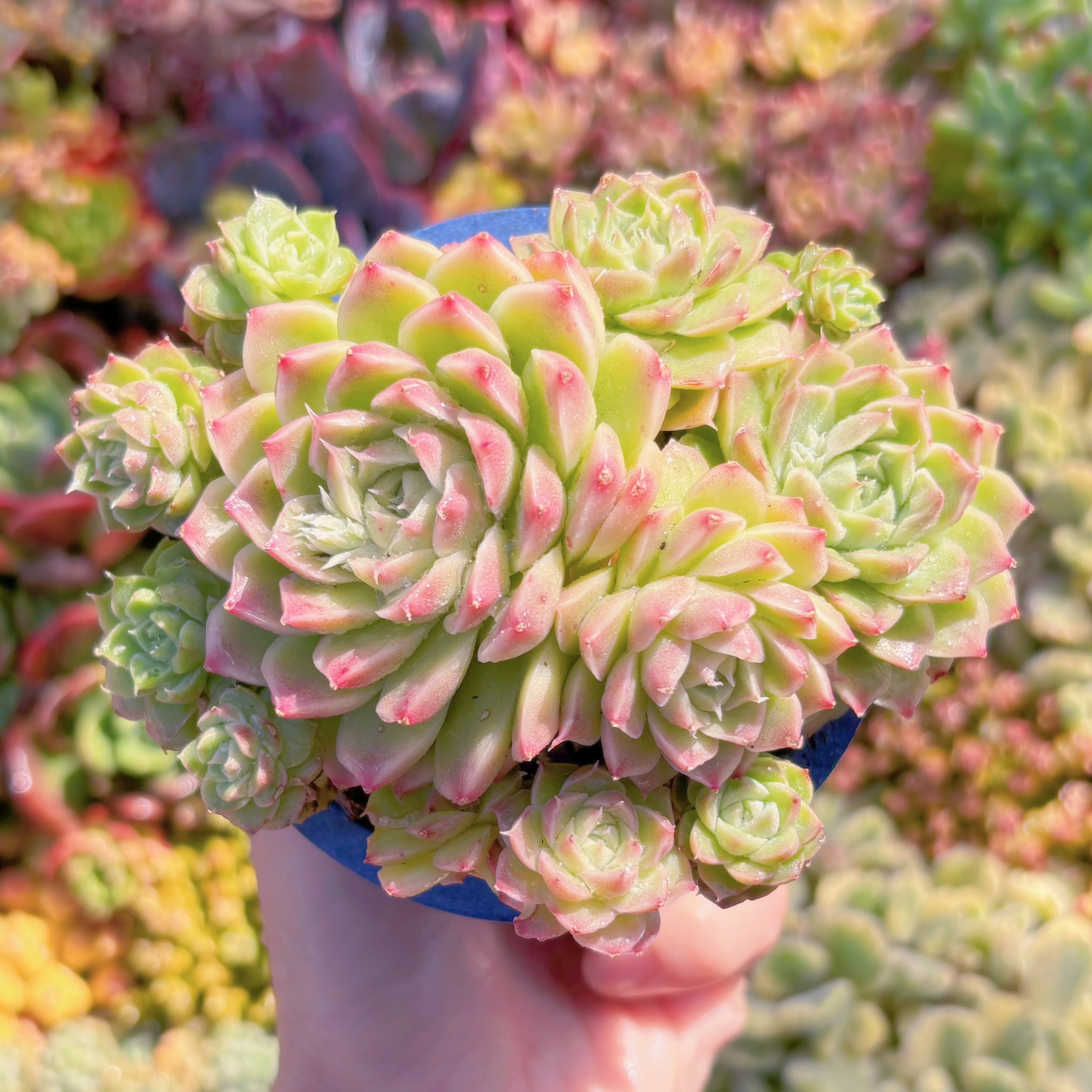 多肉植物　花灯クイーン　群生　新入荷　るる農園