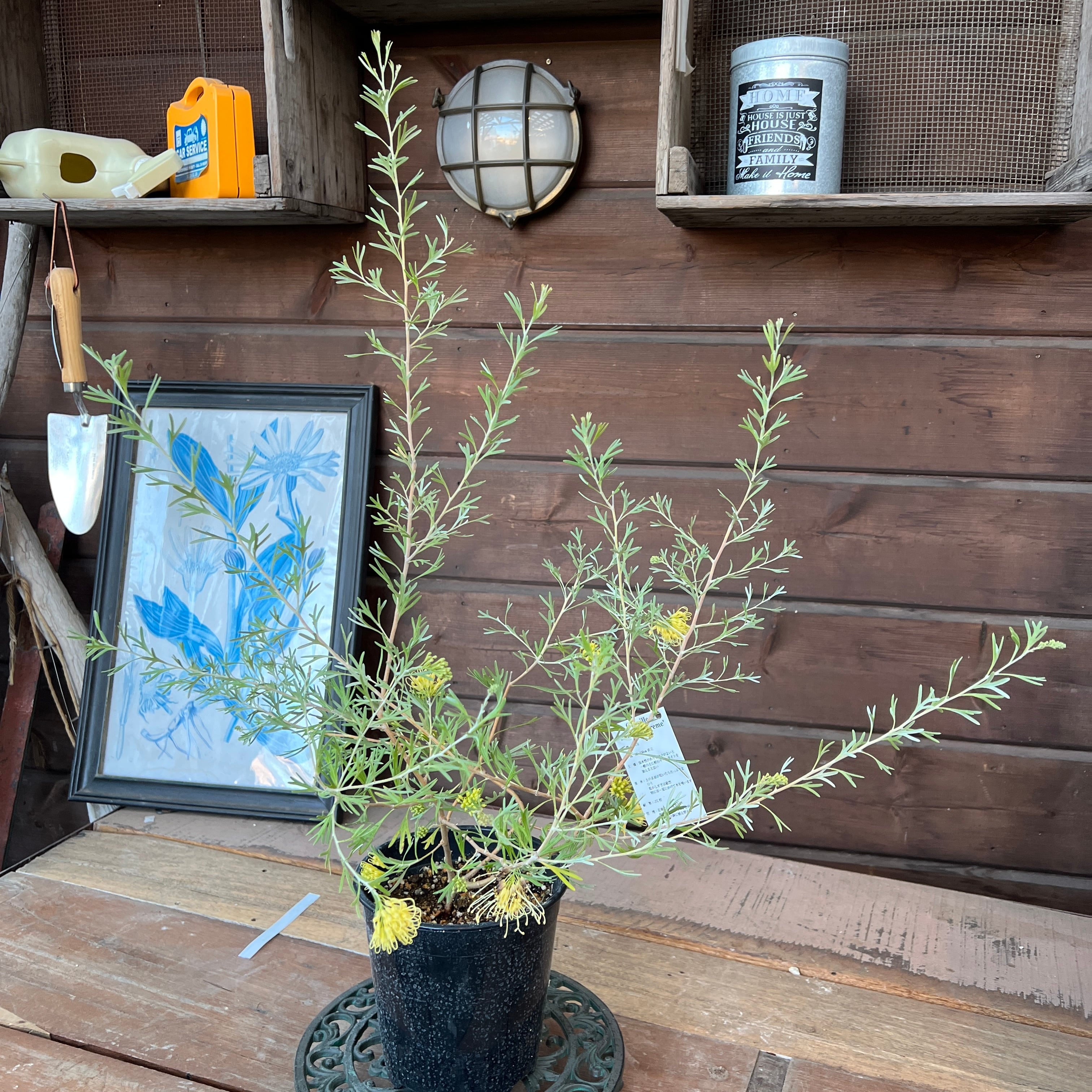 u*c様 グレビレア　グレープ　　希少　発根済み　δ c0732b3927fefc490afbb50a912567