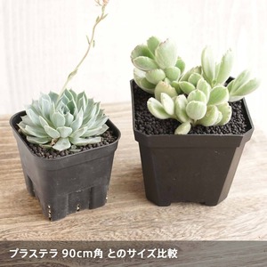 Solid Square Pot  10cm ホワイト 10個セット