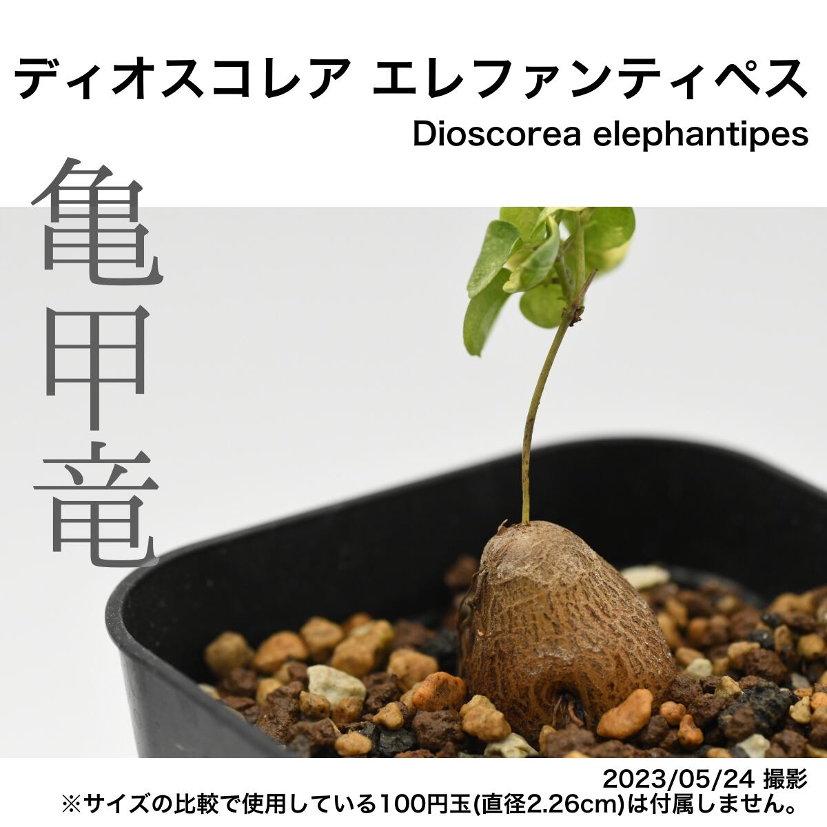 冬型アフリカ亀甲羅6年苗 冬型アフリカ亀甲羅6年苗