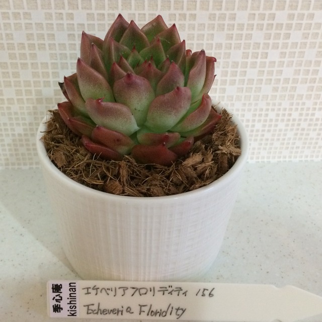 季心庵(kishinan) 多肉植物 エケベリア フロリディティ Echeveria Floridity 韓国苗 きしんあん 156