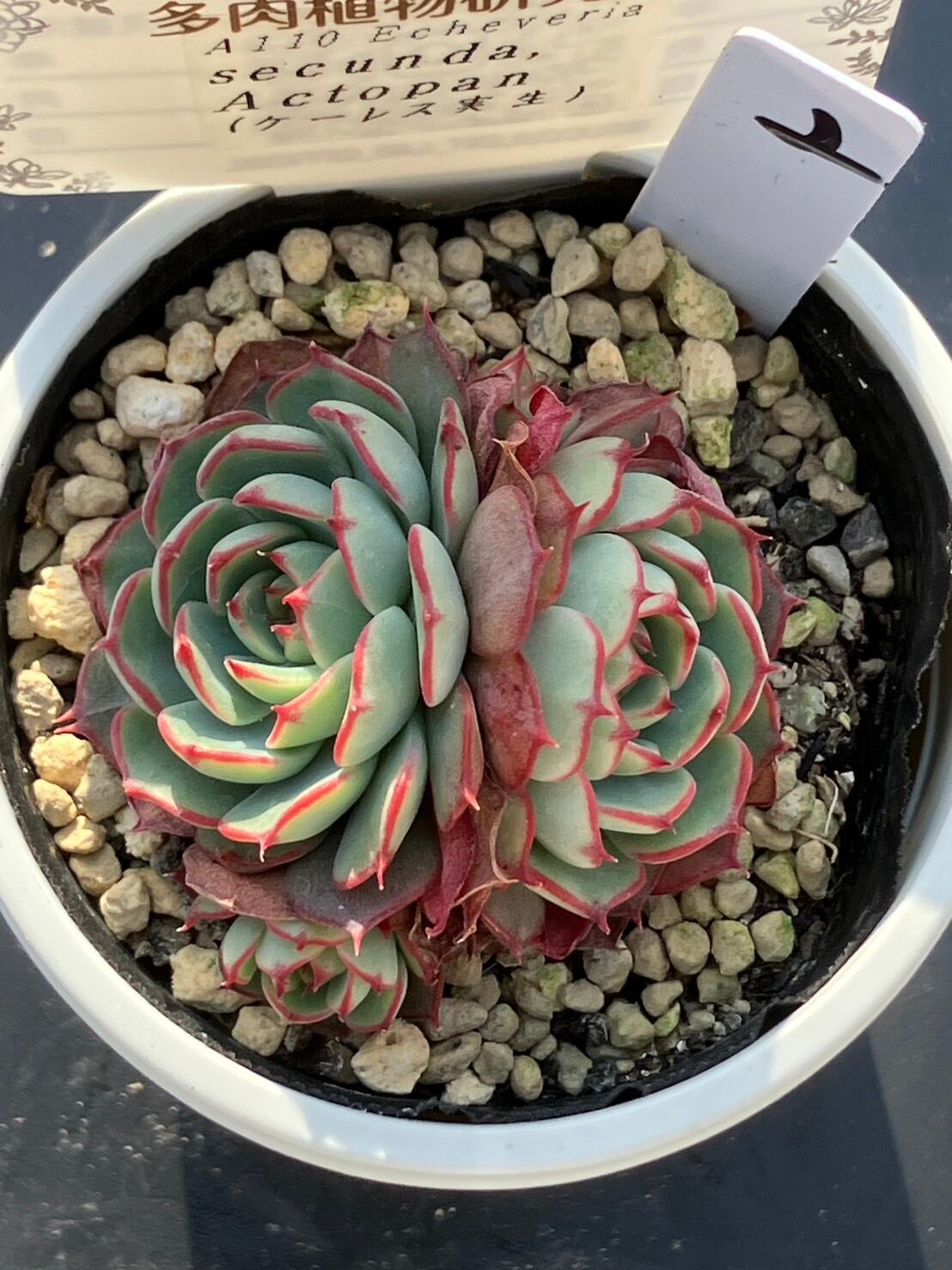 現物商品】二瓶リンゼアナ（カキ仔） | 多肉植物研究所