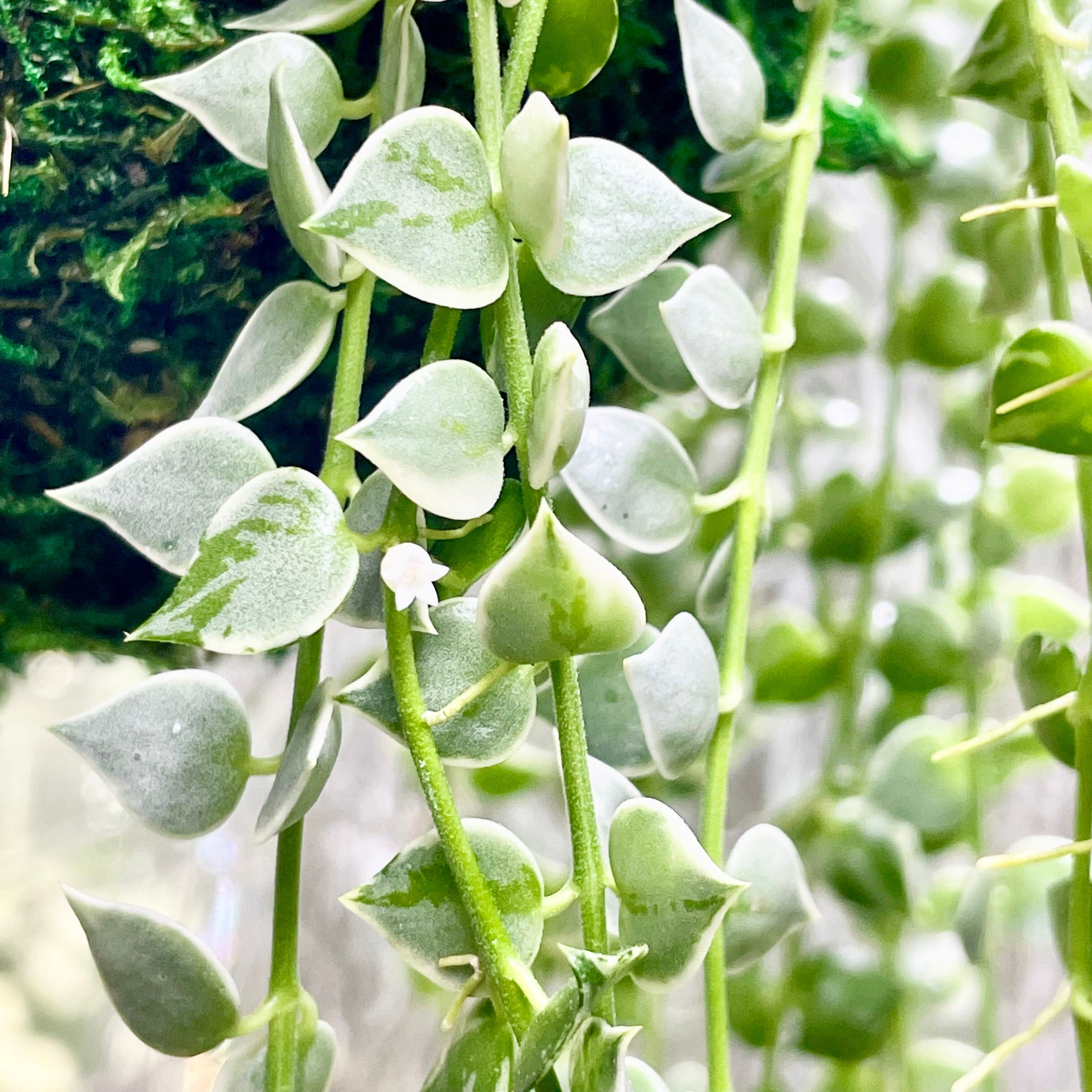 斑入り ロング株 ディスキディア ミリオンハート 苔玉 ハンギング 