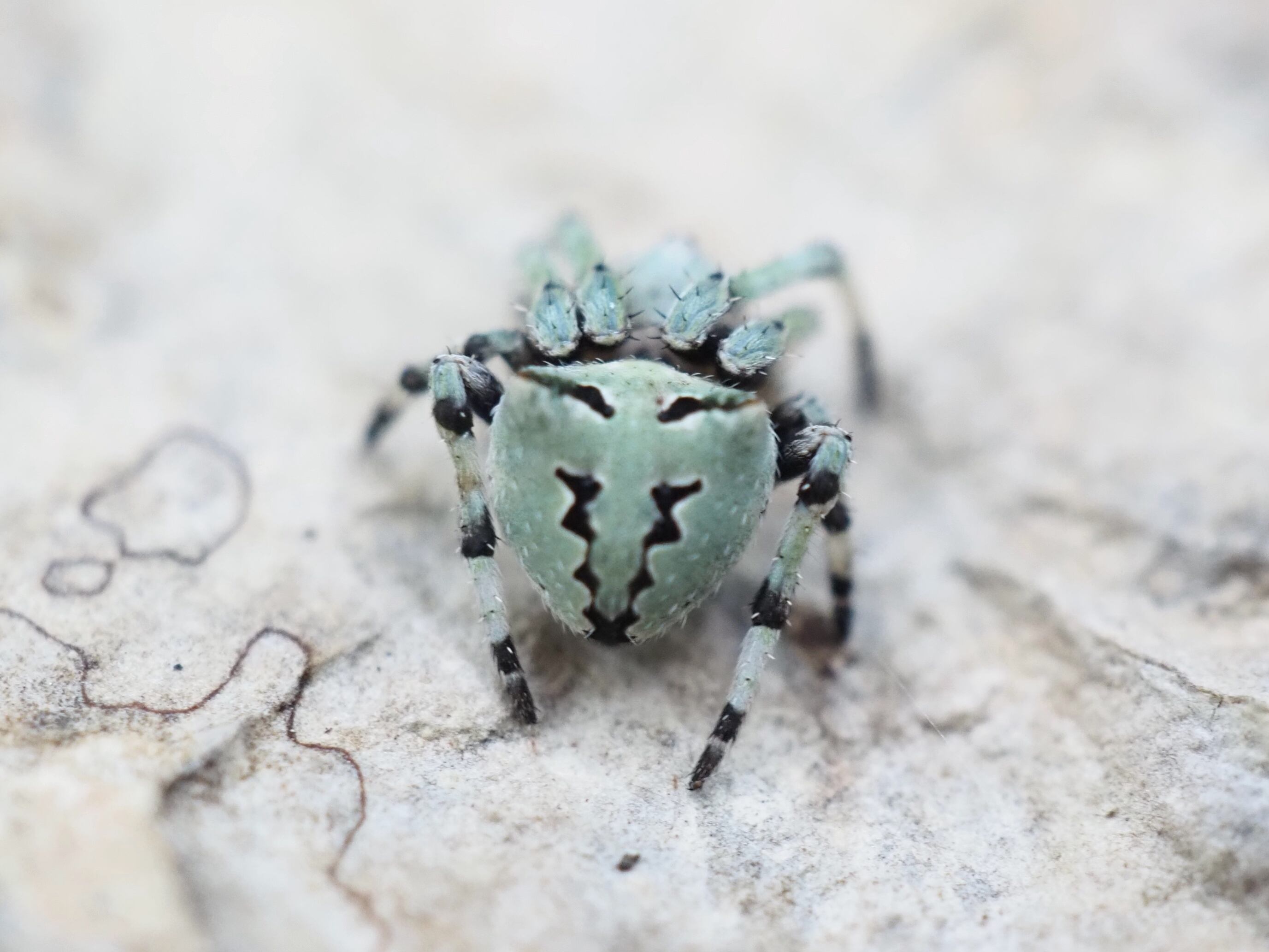 コケオニグモ 1匹 クモ | おだんごくらぶ