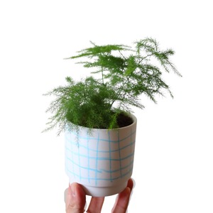 アスパラガス ナナス