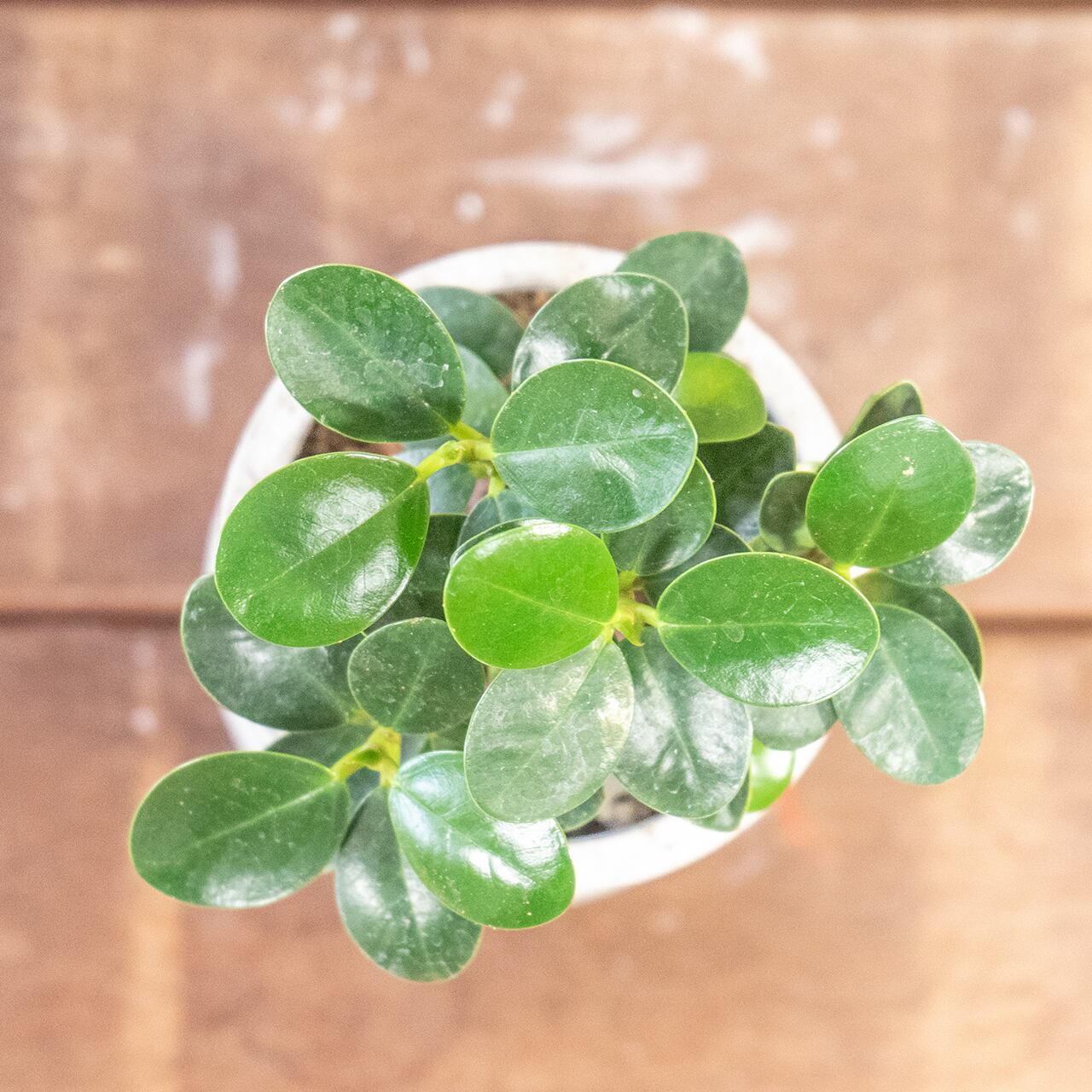 パンダガジュマル｜丸みを帯びた艶やかな葉と愛らしい姿が魅力の観葉植物｜癒しをもたらすインテリアグリーン【手づくりモルタル鉢】