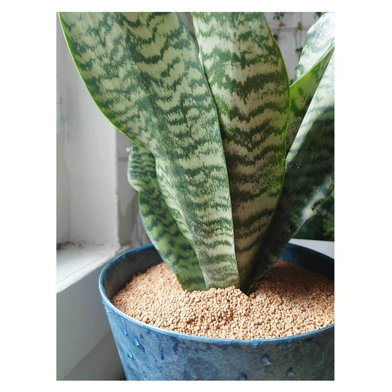 Sansevieria zeylanica | Seeding