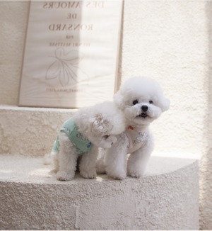 予約【coco chien】Chichi T-shirt (Ivory)