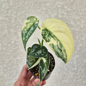 ②《スキンダプサス マヤリ バリエガータ》Scindapsus Mayari Var. ／ 斑入り観葉植物 ／ ポットで発送