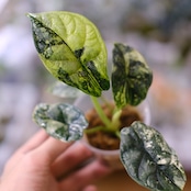 Alocasia dragon scale / アロカシア ドラゴンスケール④