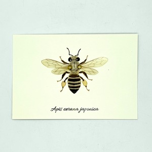 【みなみあすか】虫の翅立体カード　ニホンミツバチ