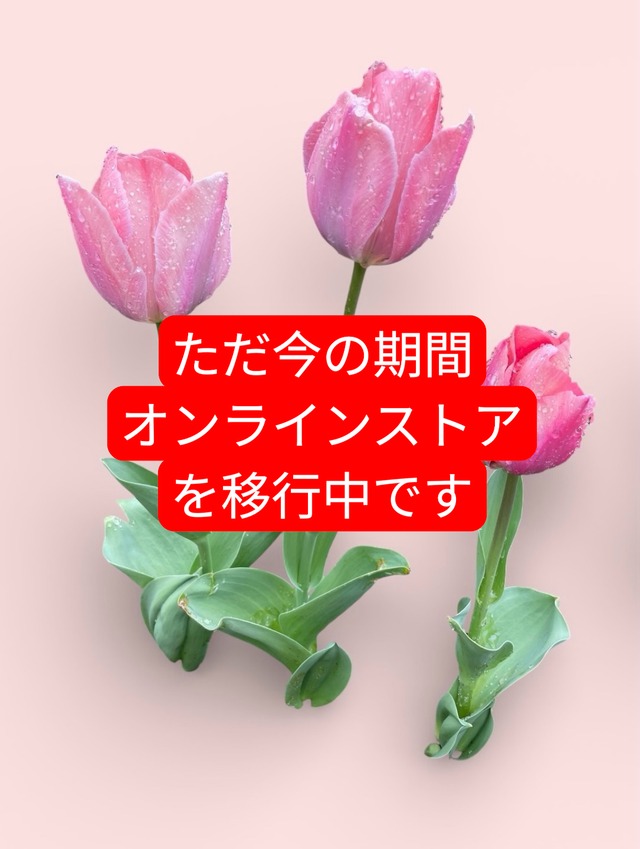 ［限定カラー］貝バンスクリップ -ルリスズメダイ-