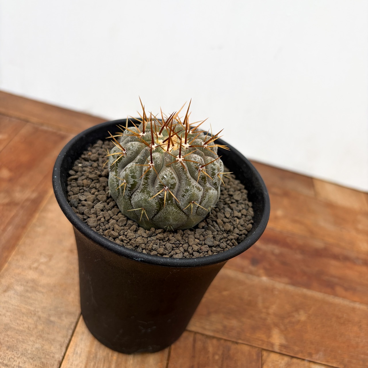Copiapoa cinerea var. columna-alba【コピアポア・孤竜丸・実生】