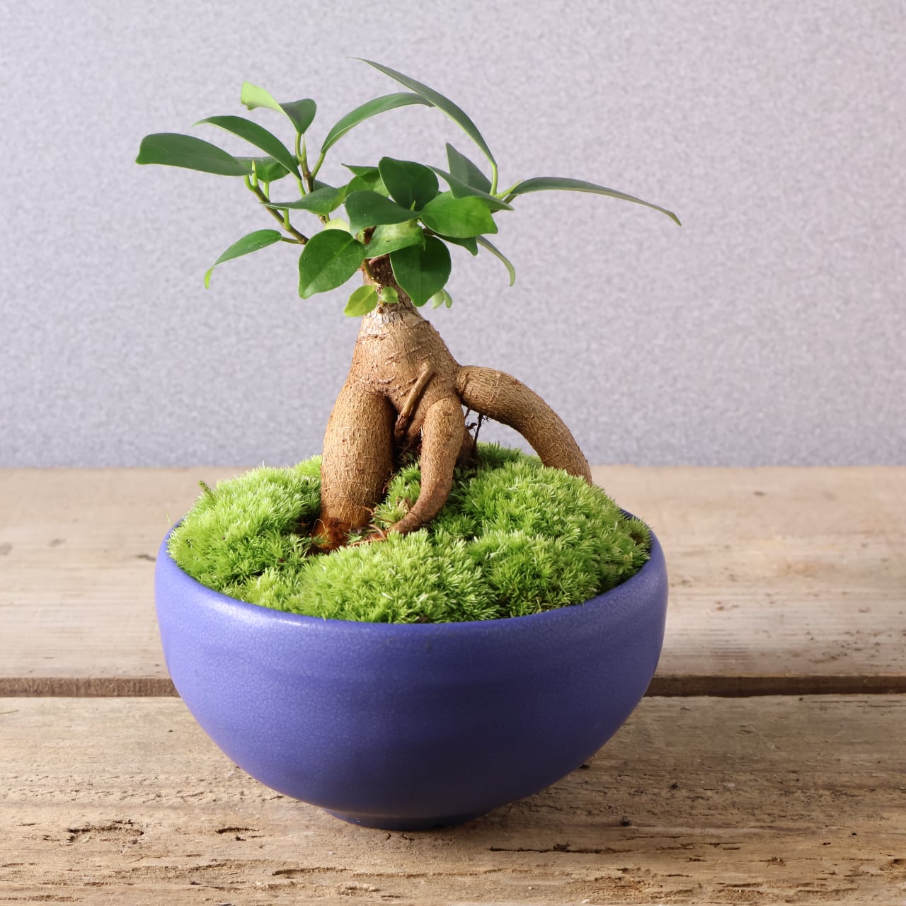 406 小さな幸せを宿す『ガジュマル 盆栽風』観葉植物 【送料無料