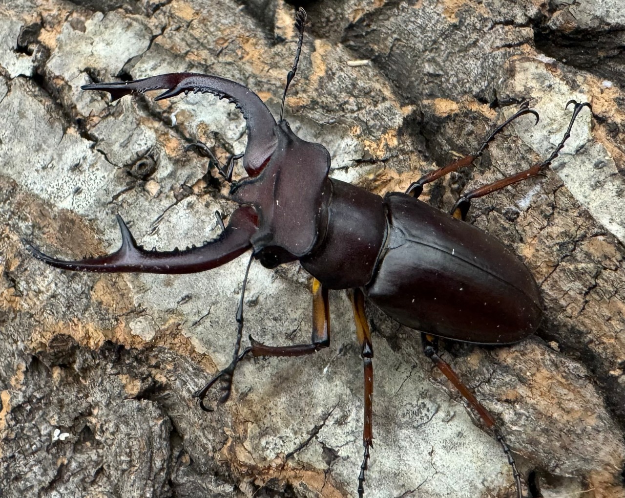 【WD】《デューベイアヌスミヤマ 56mm ペア》