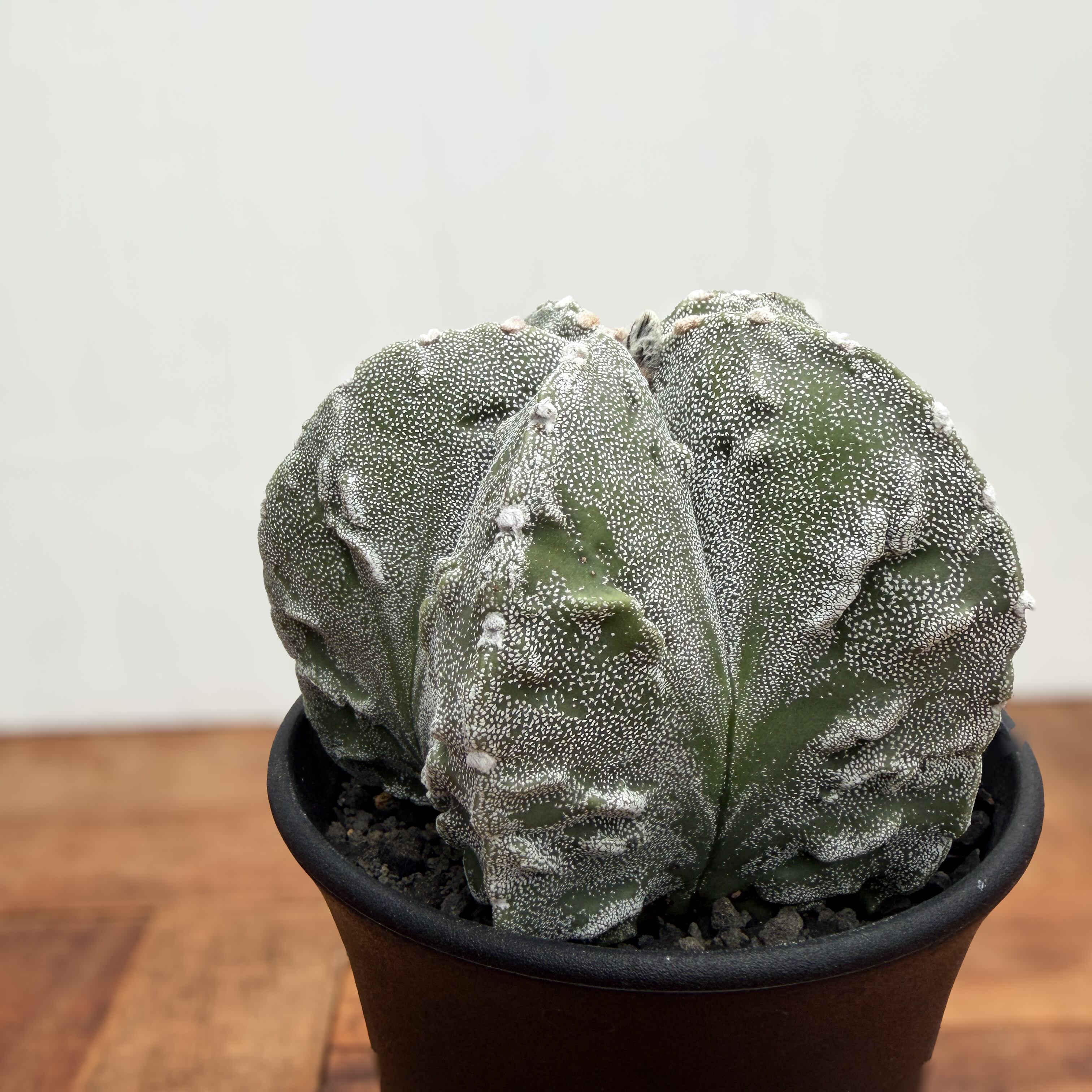 Astrophytum myriostigma 【アストロフィツム・特良複隆ランポー玉