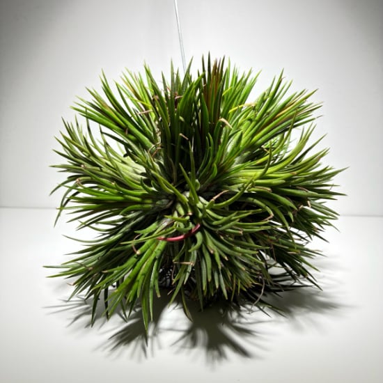 チランジア・イオナンタ・フエゴ Tillandsia ionantha ‘Fuego’