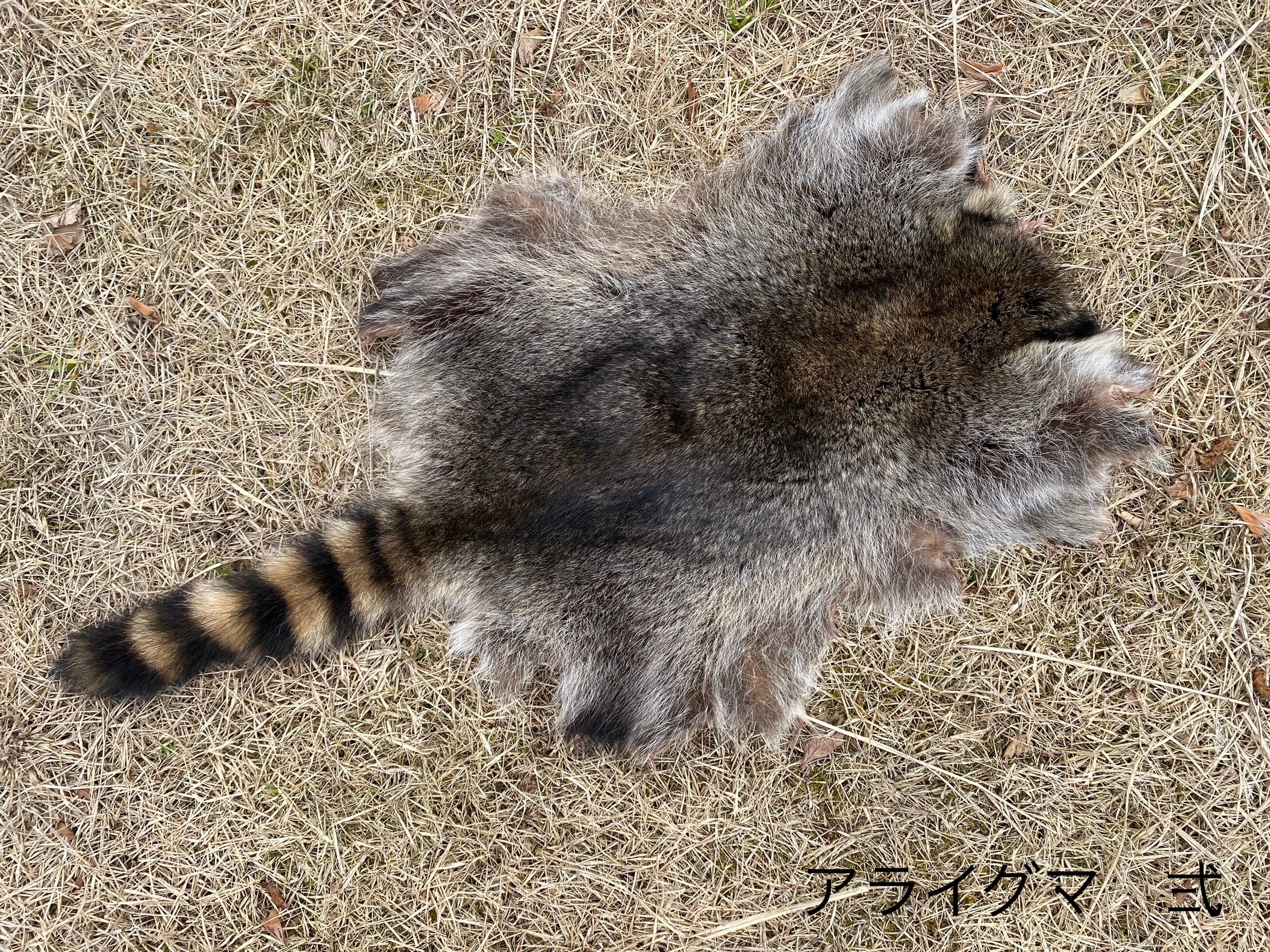 アナグマ毛皮 【製法】ピットタンニン鞣し | 【Bushcraft komorebi】