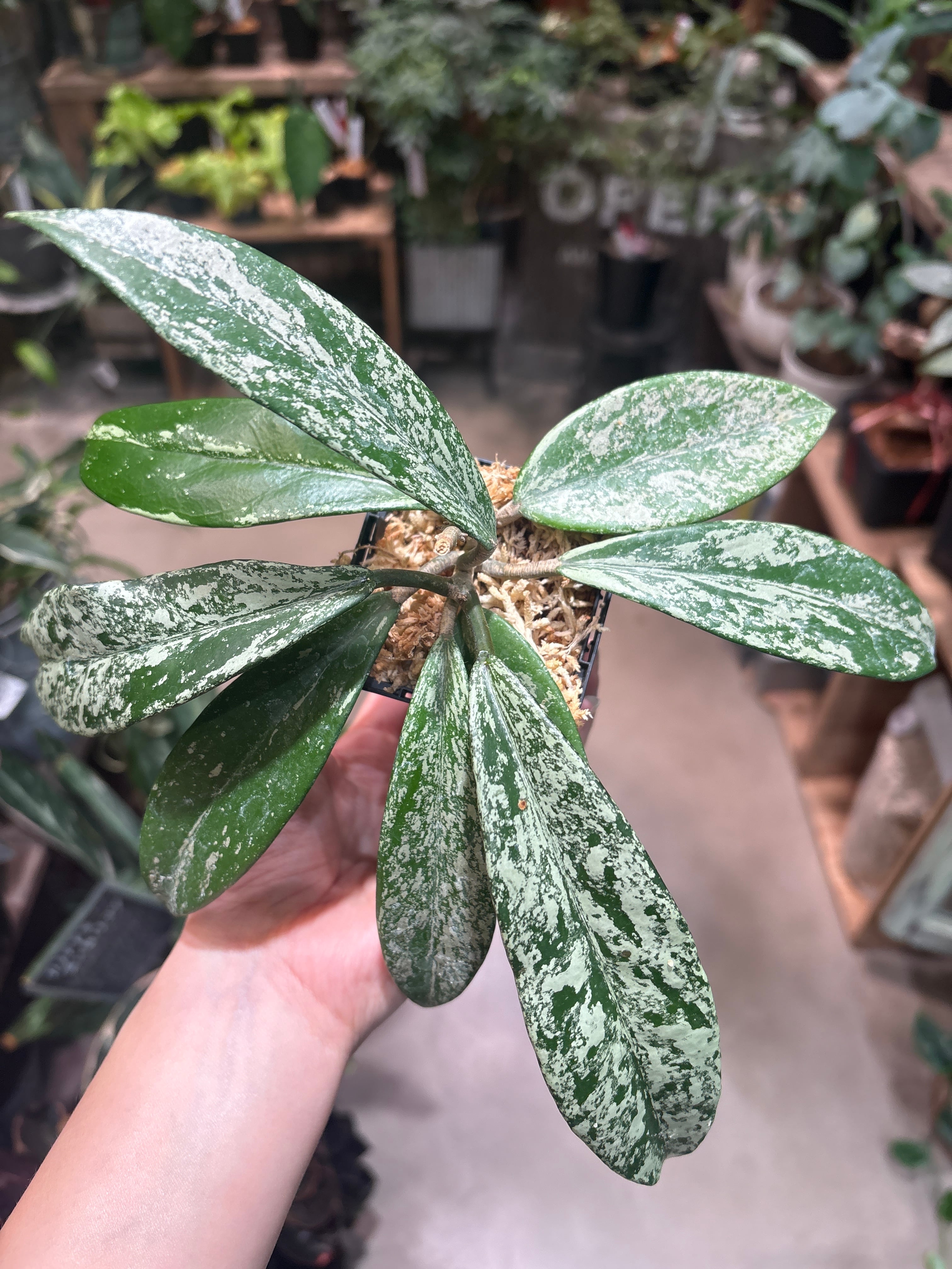 29 ホヤ プビカリクス ピンク シルバー ゴースト | MIDORIYA 観葉植物