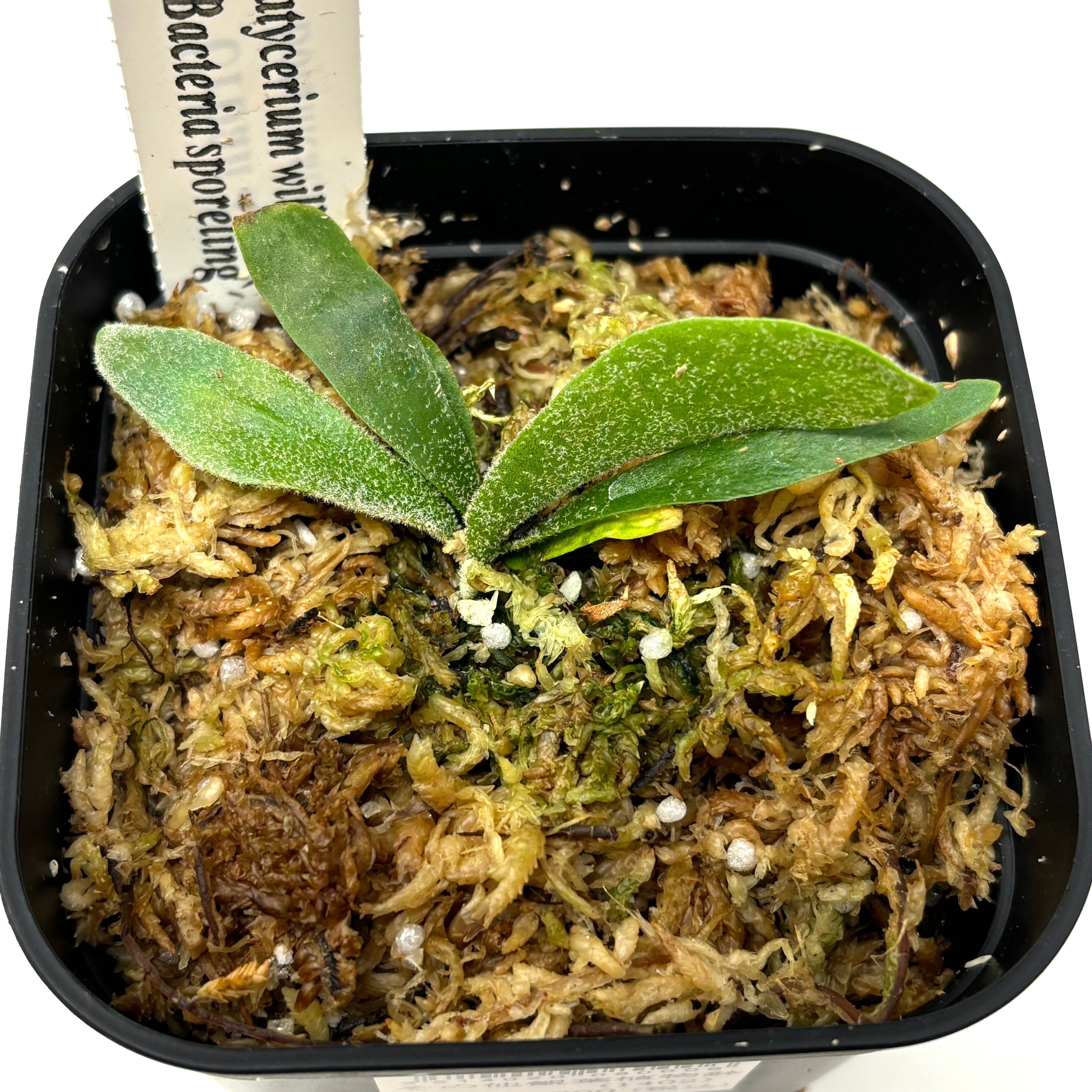 ビカクシダ バクテリア P. willinckii 'Bacteria' spore【321】