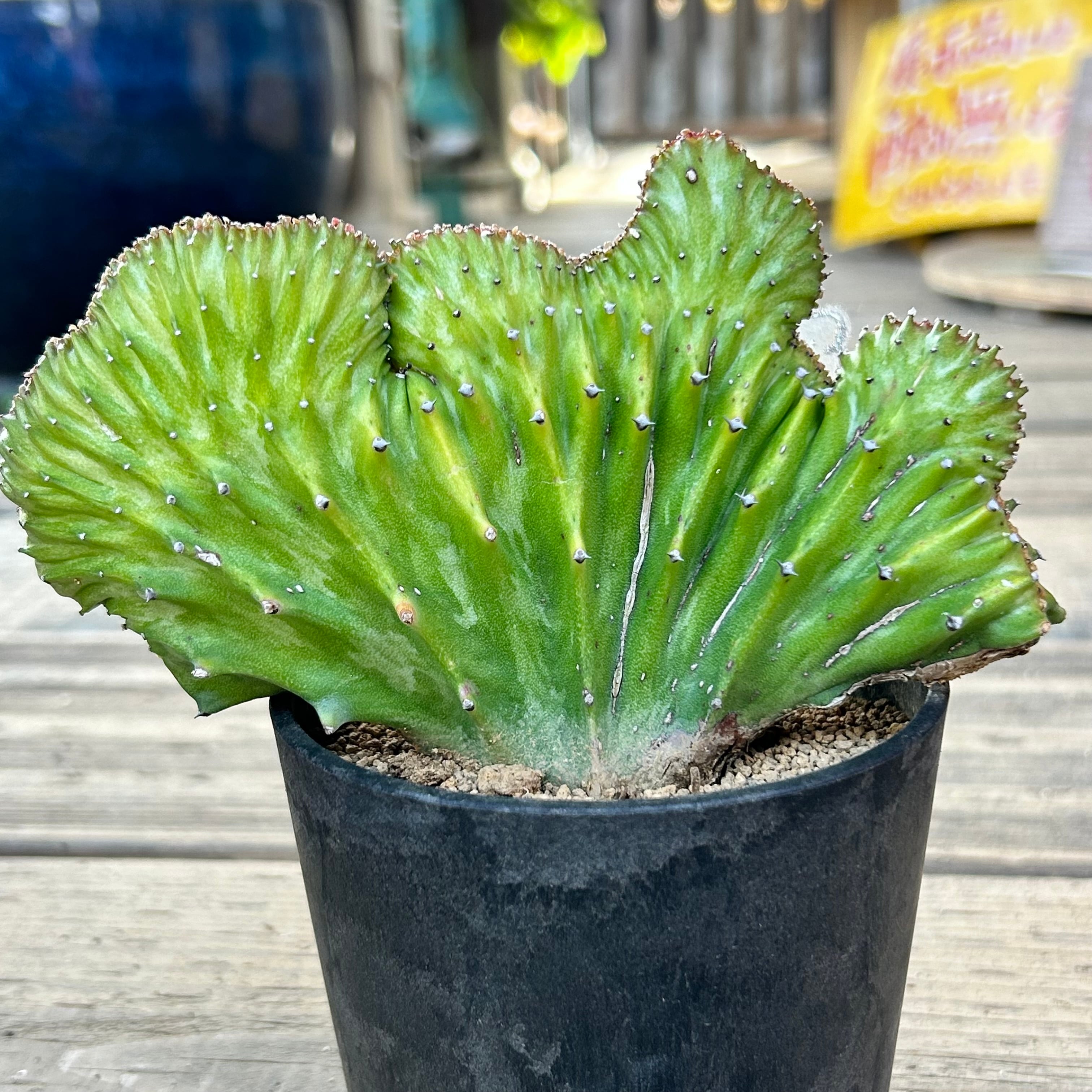 T) ユーフォルビア ラクテア石化 | RuPo 多肉植物専門店