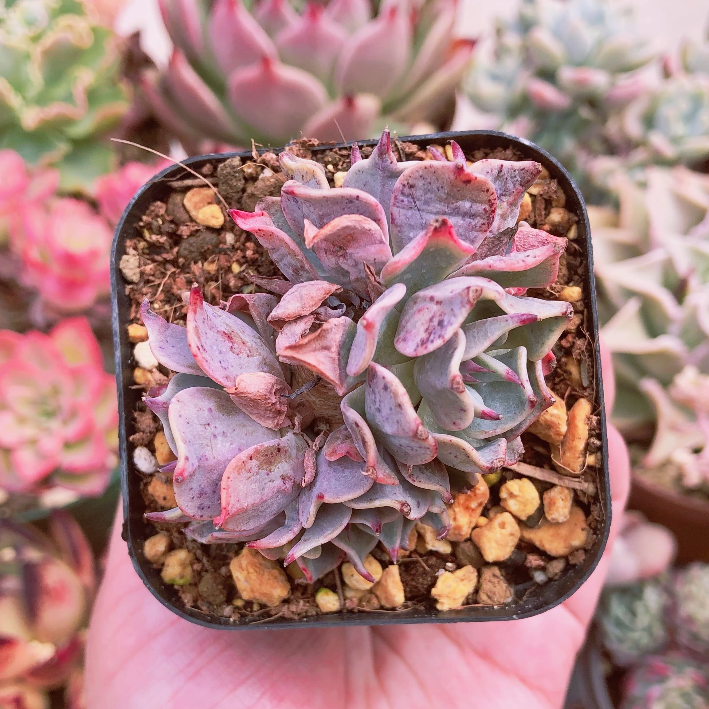多肉植物 悪魔の翼 群生 | るる農園~多肉植物専門