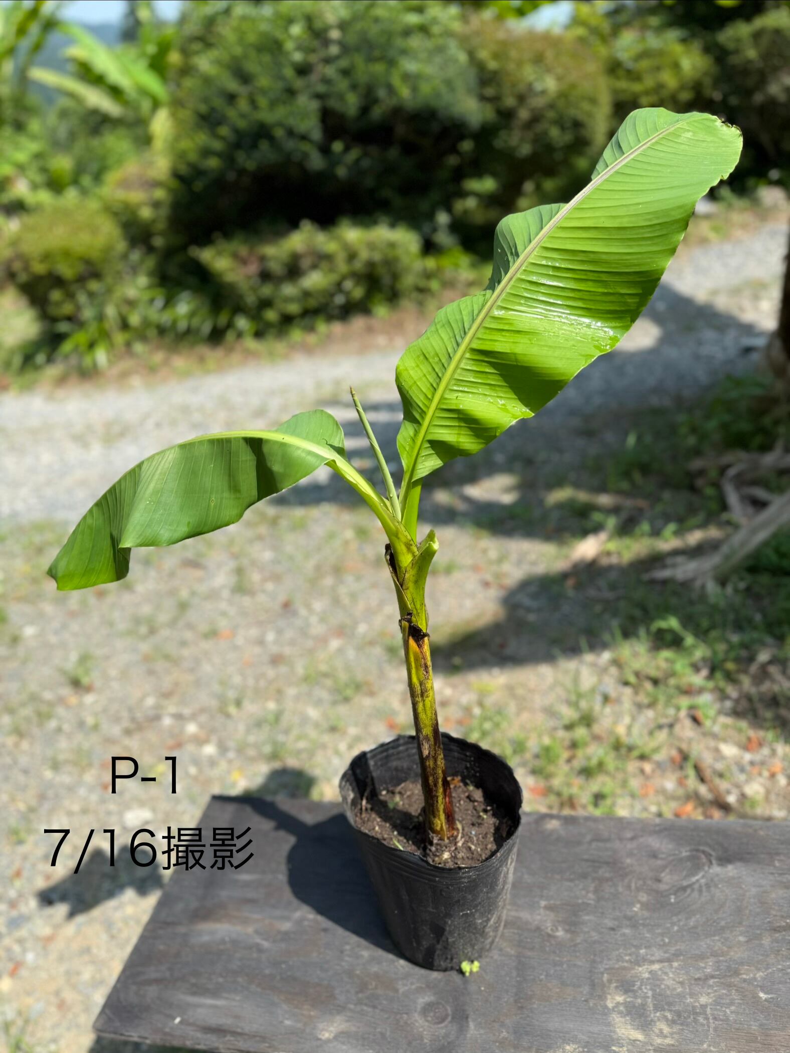 芭蕉 ジャパニーズバナナ 苗 A-9【鉢底から計測】 約80cm前後 | BurnsGREEN