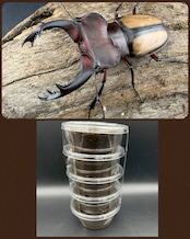 【WF3】《ラエトゥスミヤマ 幼虫5頭セット》