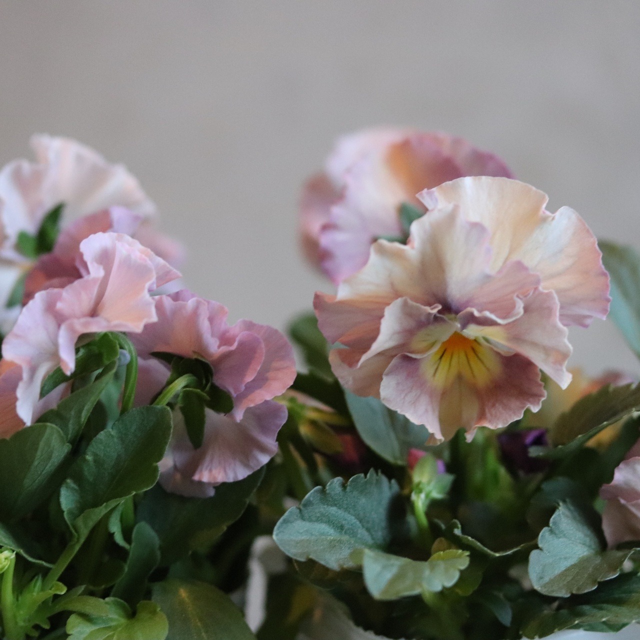 パンジー・ぺルクレア（ピンク系）冬から春にオススメのお花　よく咲く　シャビーシックにおすすめ