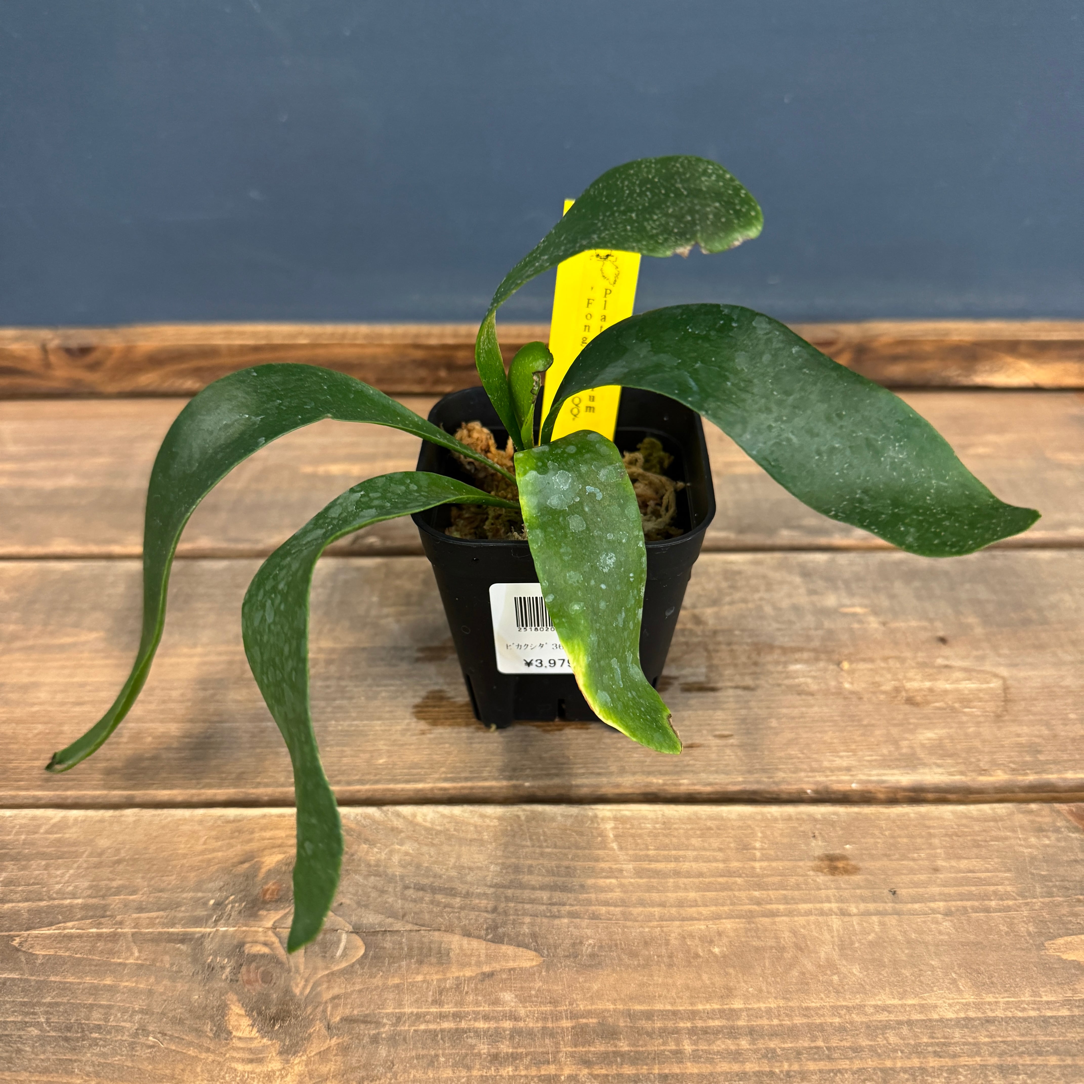 ビカクシダ | PROTOLEAF プロトリーフ