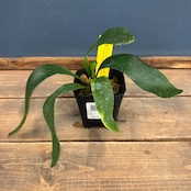 ビカクシダ Foong Siqi【655】