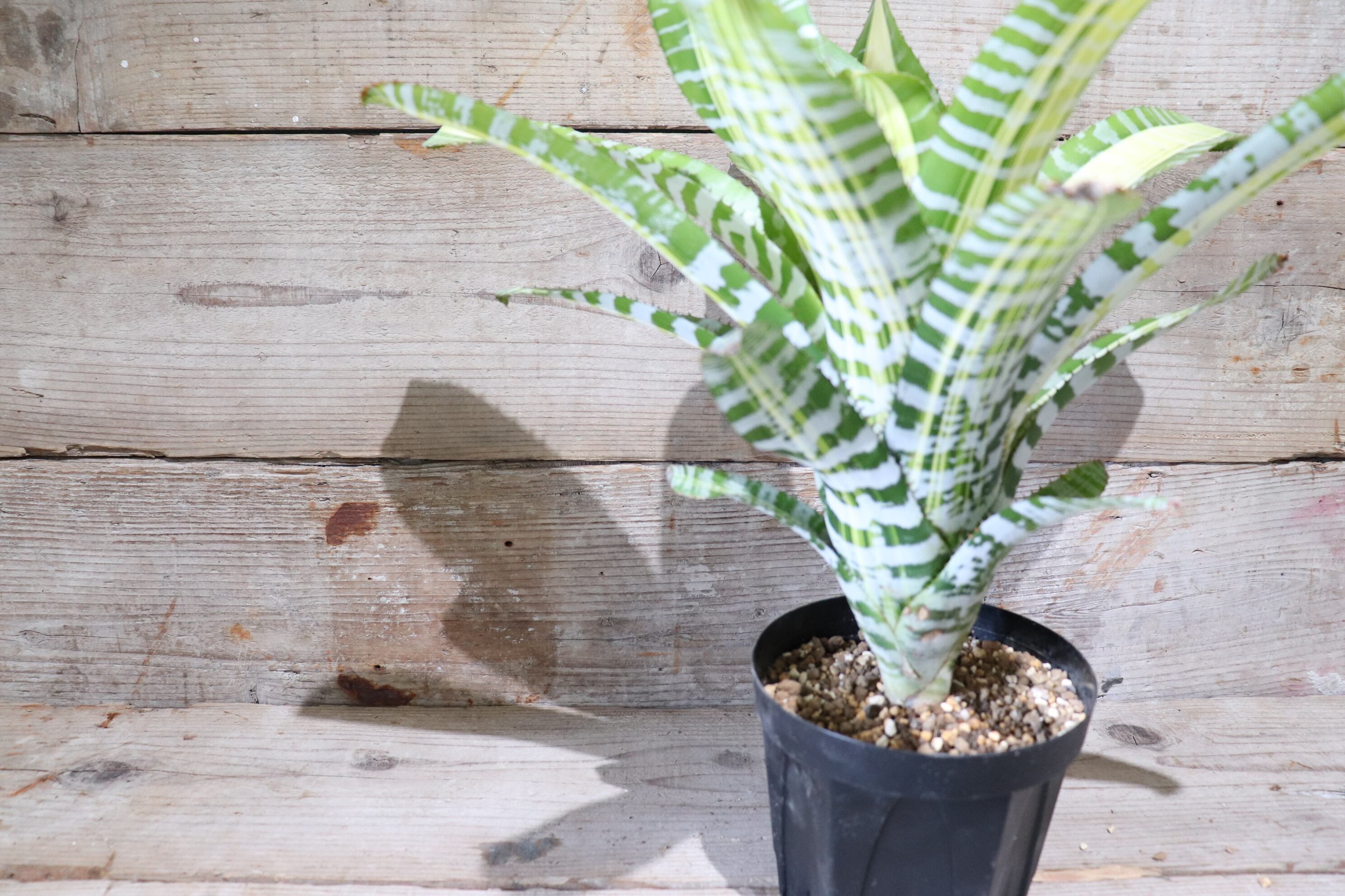 送料無料 Aechmea Chantinii Yamamoto エクメア 現品発送a0001 Plane Plants